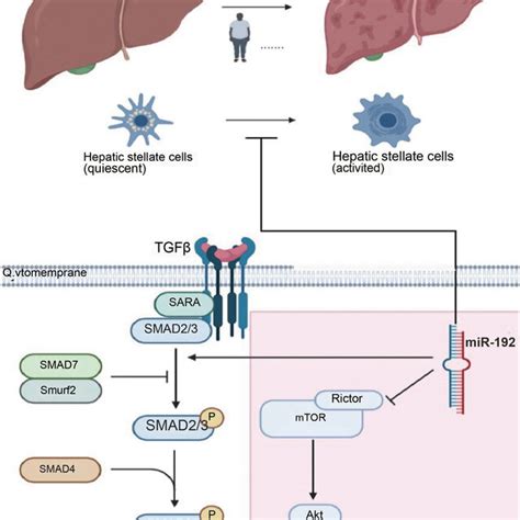 Mir 192 Could Inhibit The Activation Of Hepatic Stellate Cells By Download Scientific Diagram