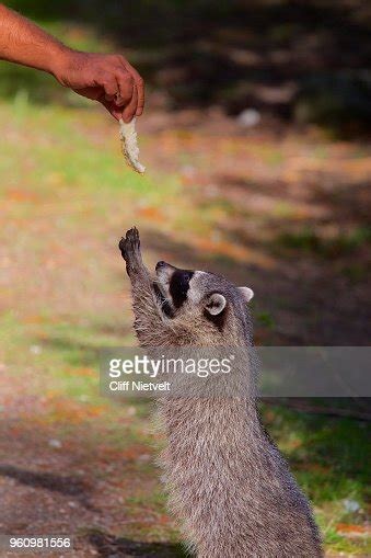 Raccoon Reaching For Food High-Res Stock Photo - Getty Images