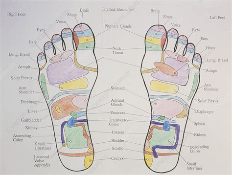 Reflexology Chart Showing Pressure Points On Feet Stock Image M7420062 Science Photo Library