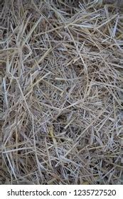 Hay Seamless Background Texture Dry Stock Photo 1235727520 | Shutterstock