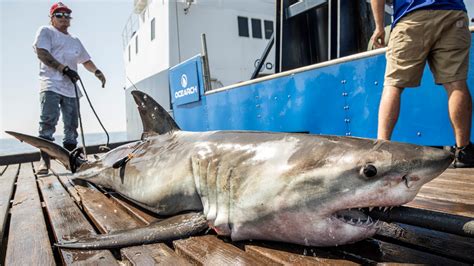 Great White Sharks Make A Comeback In The Gulf Of Mexico