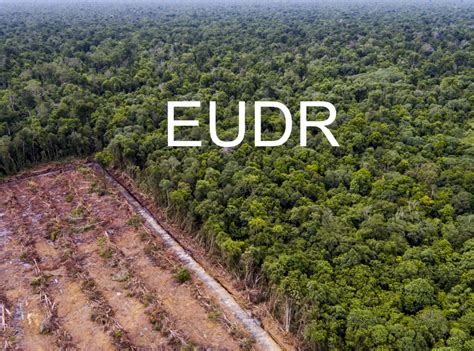 New Eu Deforestation Free Products Regulation Enters Into Force