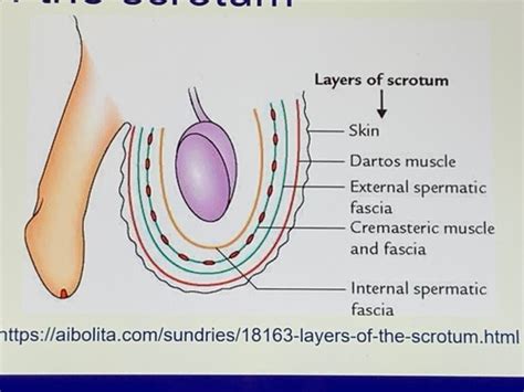 Yr Ug Lecture Pathology Of The Scrotum And Foreskin Part