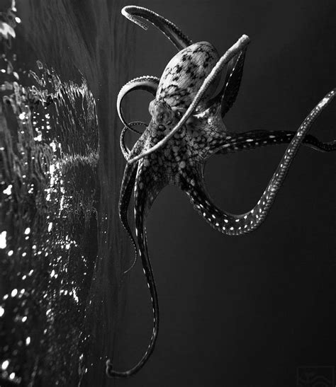 Pin By İlke Asangöncü On Animals Octopus Photography Octopus