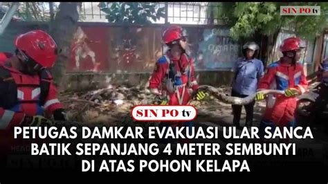 Petugas Damkar Evakuasi Ular Sanca Batik Sepanjang 4 Meter Sembunyi Di