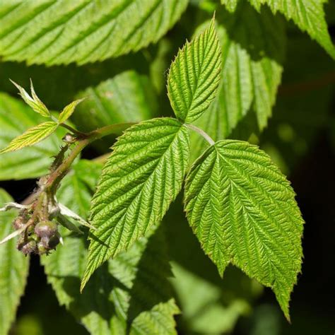 Raspberry Leaf Rubus Idaeus Mayernik Kitchen