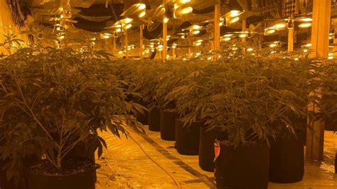 Cannabis Farms Disrupt Doncasters Electricity Supplies Bbc News