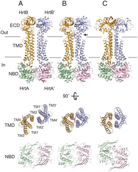 Structural Basis For Heme Detoxification By An Atp Binding Cassette