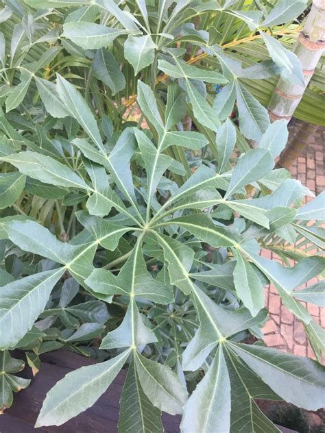 How To Grow And Care For Cabbage Tree Cussonia Spicata