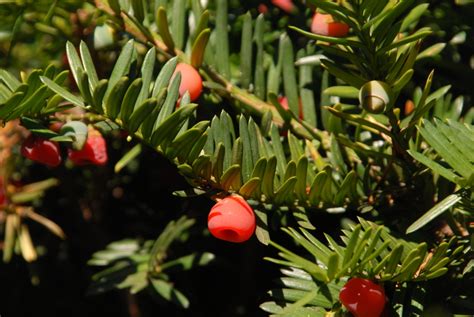 Taxus X Media Foundation Yew Yew North Carolina Extension Gardener