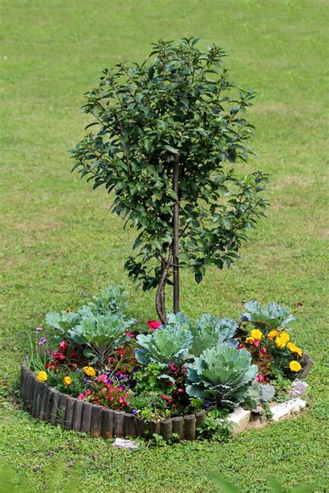 Peque O Rbol Plantado En Medio Del Patio De La Casa Familiar Rodeado