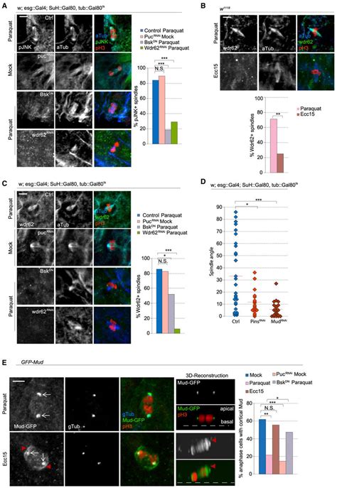 Pjnk And Wdr62 Localization To The Spindle Prevents The Recruitment Of