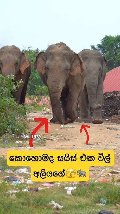 කුණු වලට එන විශේශ සද්දන්තයාවිල් අලියා🫣shorts Shortvideo Elephant