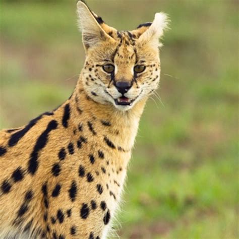 Serval 45 Off