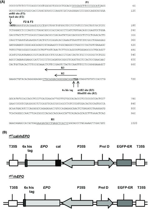 Cloning Of Human Erythropoietin A Illustration Of Different Primer