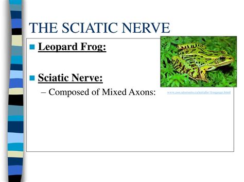 Ppt The Frog Sciatic Nerve Powerpoint Presentation Free Download Id 959323