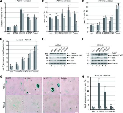 Plk1 Inhibition Induces Apoptosis In Both ASCs And Senescence In