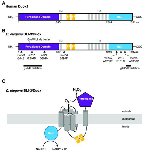 Schematic Representation Of Human Duox And C Elegans Bli Duox A