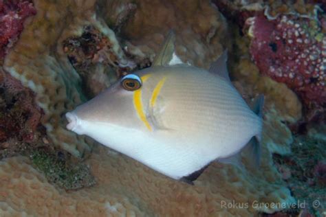 Halmahera Indonesia 97 Of 101