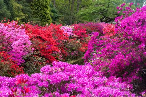 12 Colorful Shrubs For Year Round Color