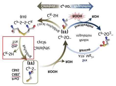 Catalytic Cycle Of Prx The Red Box Highlights The Primary Focus Of The