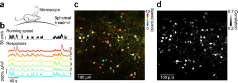 Maps Of In Vivo Two Photon Calcium Imaging Data From Mouse Cortex