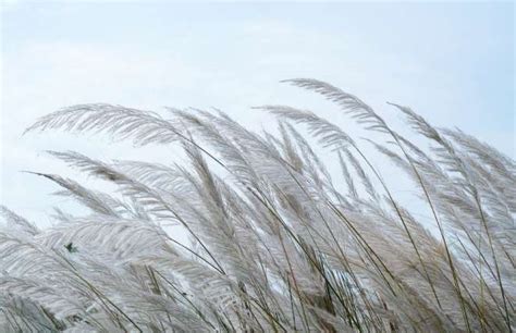 Plant Care: How to Protect Dwarf Pampas Grass in Winter