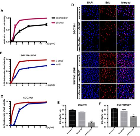 Exo Si C Met Fuses Into Cells And Downregulates The Expression C Met