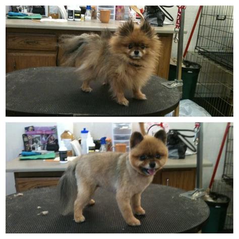 Pomeranian Bear Cut Before And After - Pets Lovers