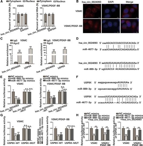 Hsa Circ 0024093 Sponges MiR 889 3p And MiR 4677 3p To Upregulate USP9X