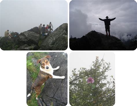 Pico De Loro Y Un Tintico En El Cielo Picoloro