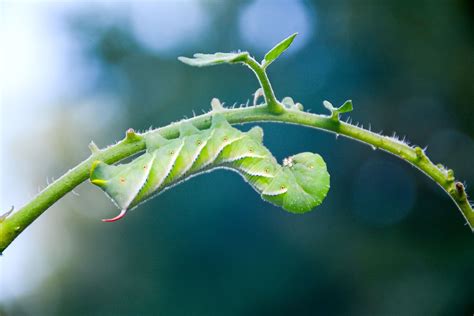 Identifying and Controlling Tomato Hornworm