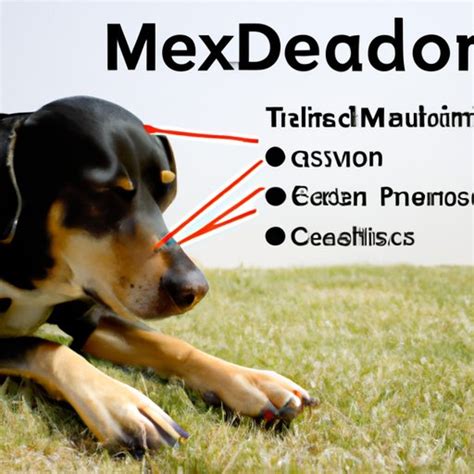 How Much Meloxicam Can I Give My Dog? Exploring the Benefits and Risks ...