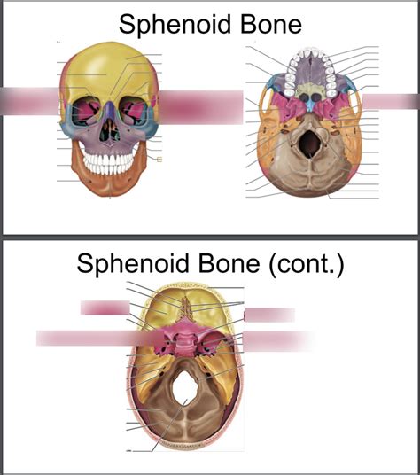 Labeling The Sphenoid Bone Diagram Quizlet