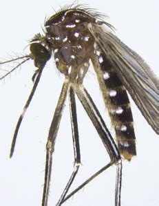 Adult Mosquito Identification