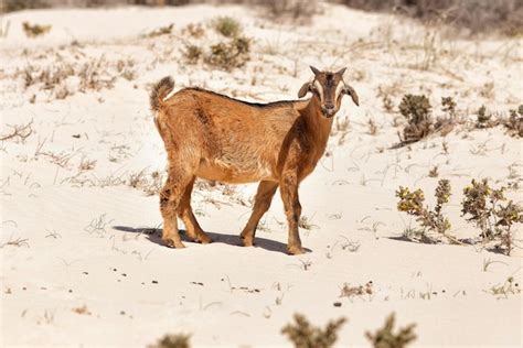 Bezerro De Cabra Na Paisagem De Dunas De Areia Foto Premium