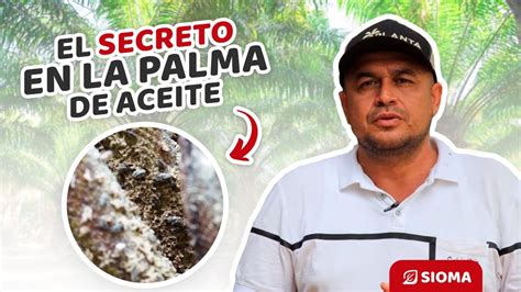 El secreto detrás del éxito de la palma de aceite La polinización