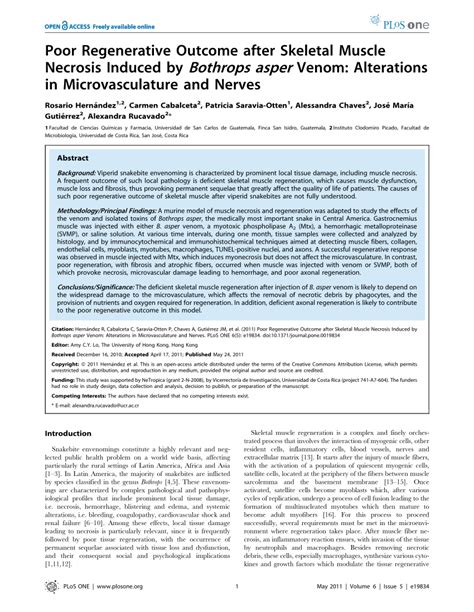 Pdf Correction Poor Regenerative Outcome After Skeletal Muscle