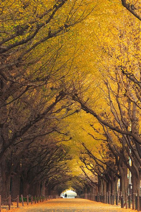 Magical Tree Tunnels You Should Definitely Take A Walk Through