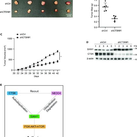 Ctsk Promotes Hcc Cell Growth By Regulating Siah In Vivo A Tumor