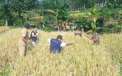 Teknik Pengambilan Ubinan Pada Tanaman Pangan Dinas Ketahanan Pangan