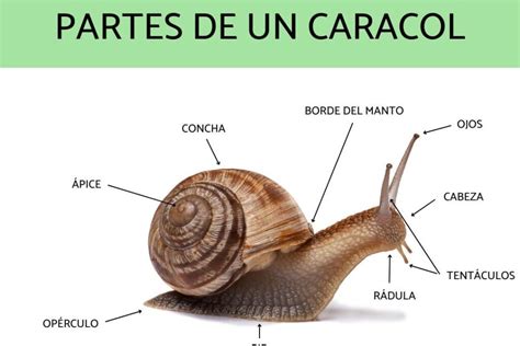 Descubre Las Partes De Un Caracol Anatom A Funciones Y Curiosidades