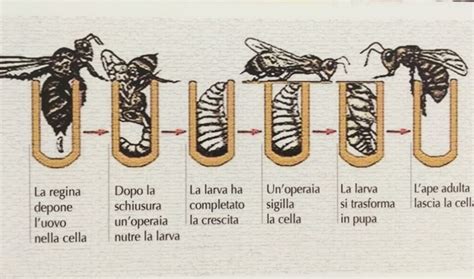 Il Ciclo di Covata delle Api Tempi e Modalità