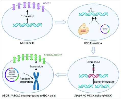 Schematic Illustration Of Generating Abcb1 Ko Mdck Gmdck Cells And Download Scientific