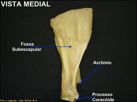 Acidentes ósseos Anatomia Veterinária I