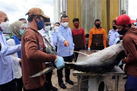 SUPM Bone Ekspor 15 Ton Ikan Tuna Beku Ke Jepang Koran Jakarta