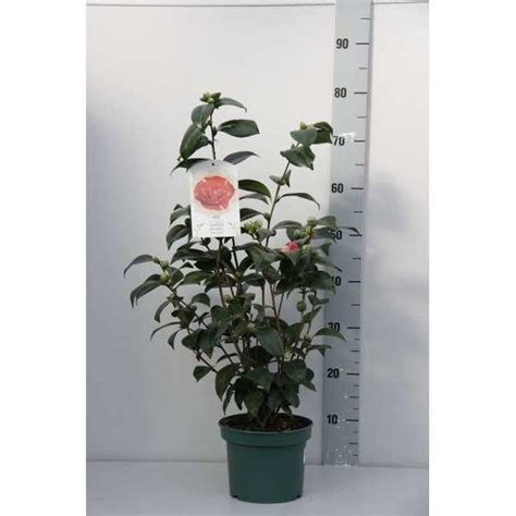 Camellia Japonica Rood Cam Lia Du Japon Buissons Acheter Des