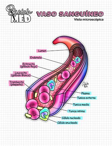 Pin De Dana Ayala En Ips Cem Anatom A M Dica Material De Enfermeria