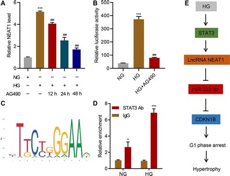 Frontiers Lncrna Neat1 Promotes High Glucose Induced Mesangial Cell