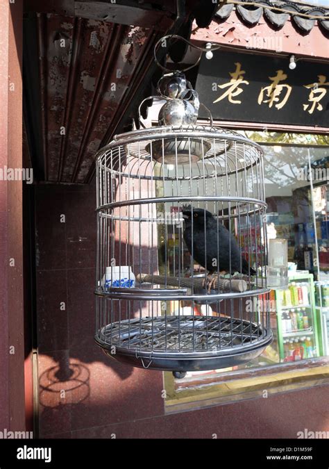 metal bird cage chinese pet retiree hobby Stock Photo - Alamy